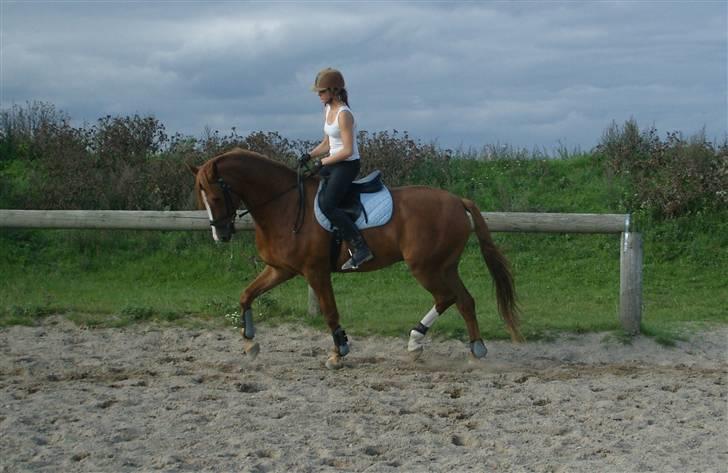 Dansk Varmblod Vestgårdens Aragorn  - mig og aragorn træner dressur :D  billede 9