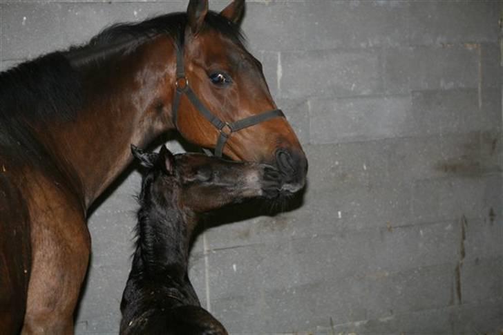 Fuldblod (XX) fabrix miss Champo billede 8