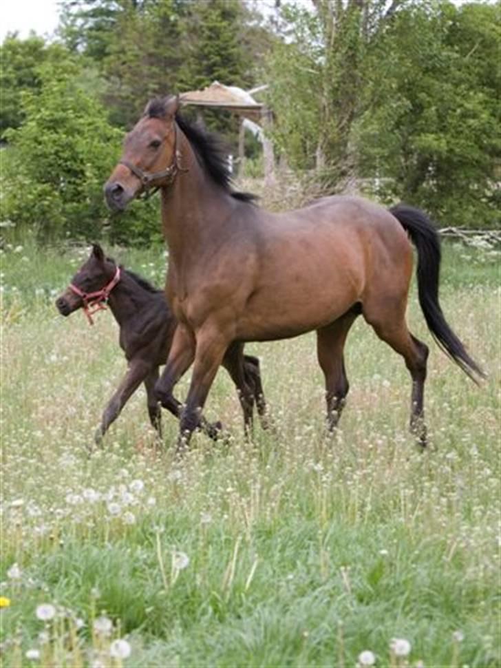 Fuldblod (XX) fabrix miss Champo billede 10