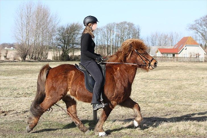 Islænder Freyr fra Tanderup billede 2