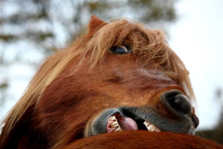 Islænder Freyr fra Tanderup billede 5