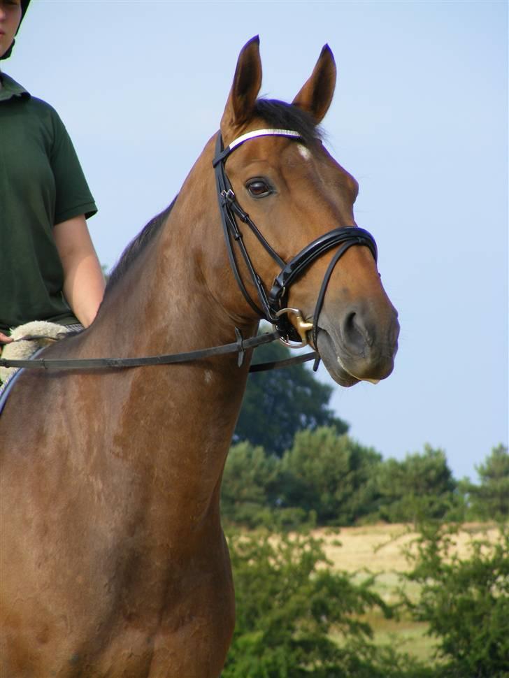 Anden særlig race Romeo R.I.P. - Velkommen til Romeo´s profil billede 1