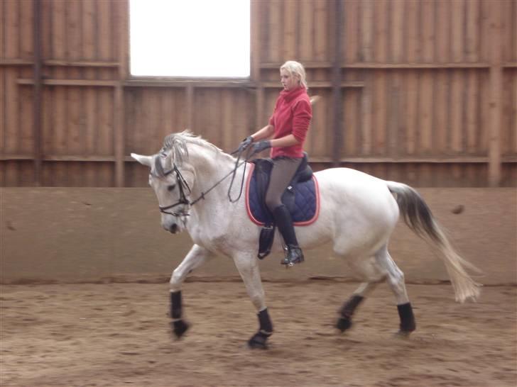 Hannoveraner Ferrari. - #2 smukke ferrari, dressur ved jytte d. 14 juni (: billede 2