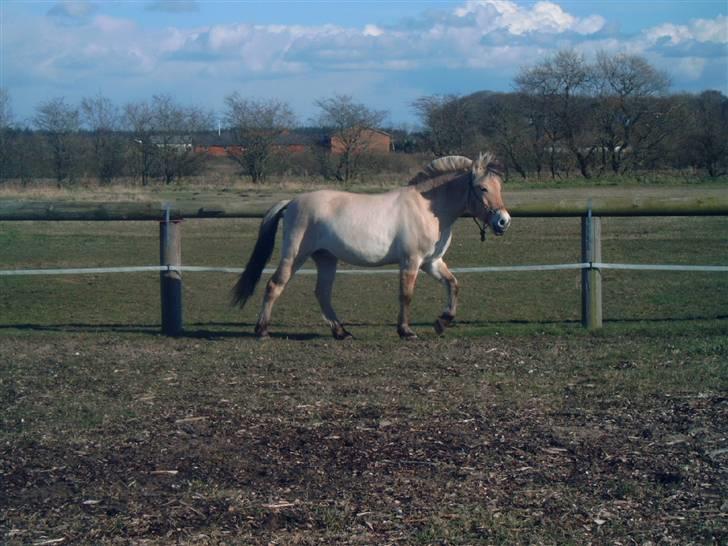Fjordhest Bastian (KØBT) - Skønt at bestille lidt billede 8