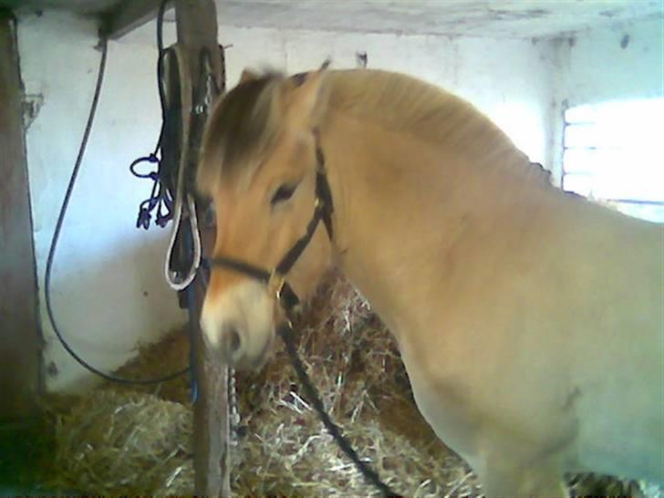 Fjordhest Bastian (KØBT) - Kan hører de andre udenfor billede 9