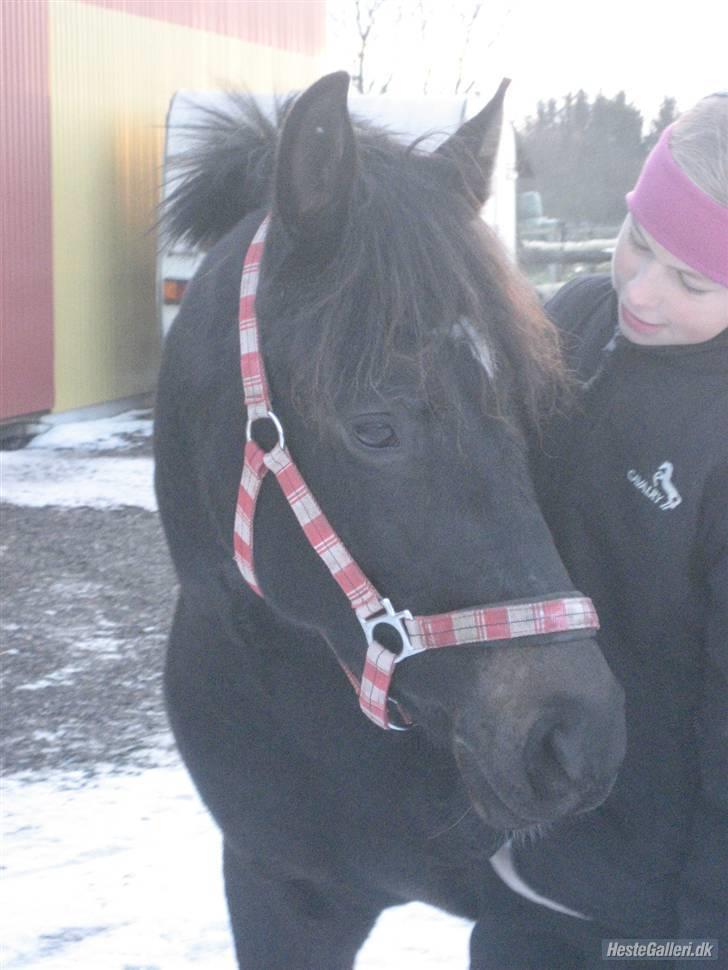 New Forest Elmholts Lady<3 - 2) Sne sne sne! wee! mig og dig? foraltid! lady!<3 foto: Maiken;) billede 2