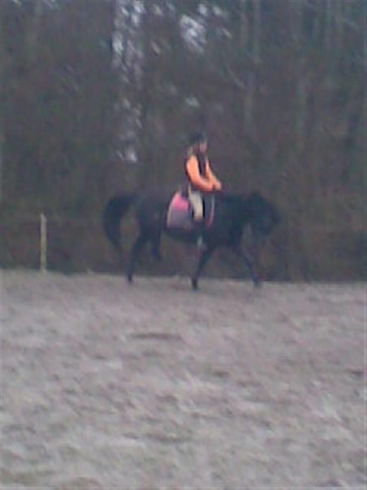 New Forest Elmholts Lady<3 - 3) I vinters hun går meget godt:)<3 billede 3