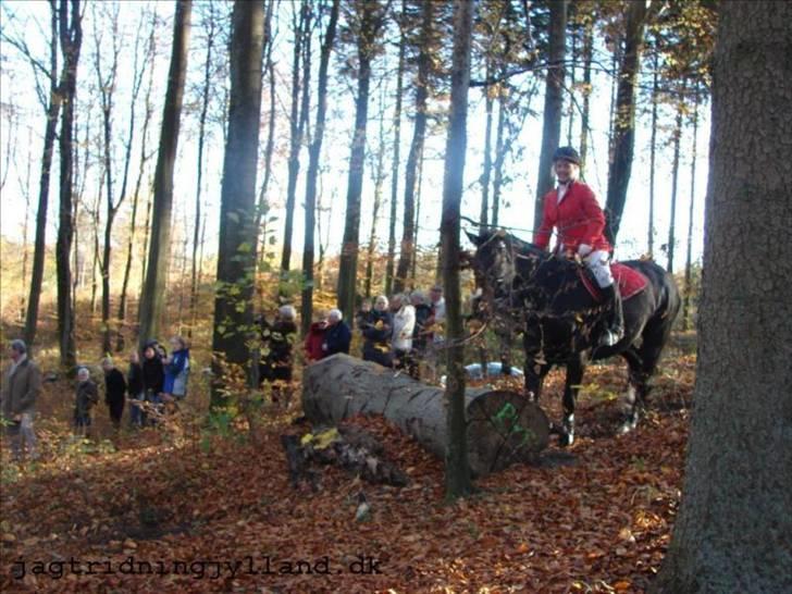 Oldenborg Blackie - "Nej mor den der den springer jeg altså ikke over;-)" billede 13