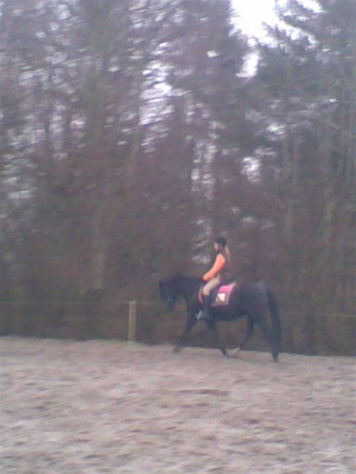 New Forest Elmholts Lady<3 - 5) I vinters smukke lady! <3 billede 5