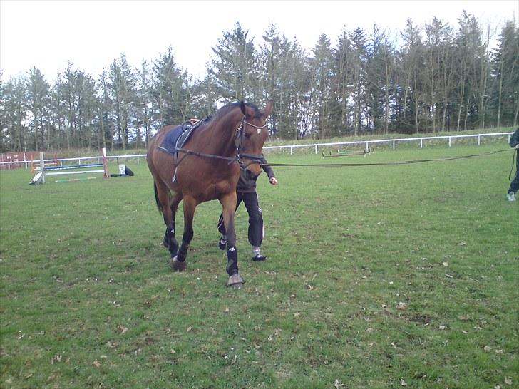 Dansk Varmblod Cecilia - Voltigering med Nathja. Rens billede 5