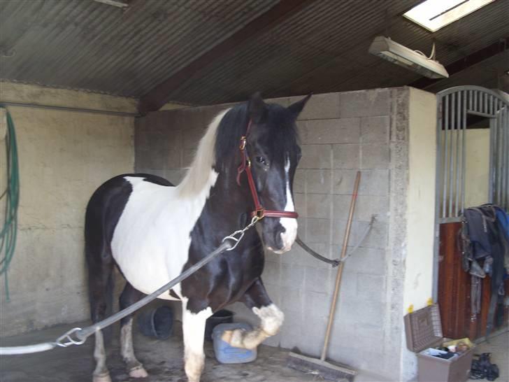 Pinto Magic Dream (Solgt) - Magic leger cirkus´ hest xD. Han er rigtig dygtig xb (søndag d. 30 marts ) billede 7