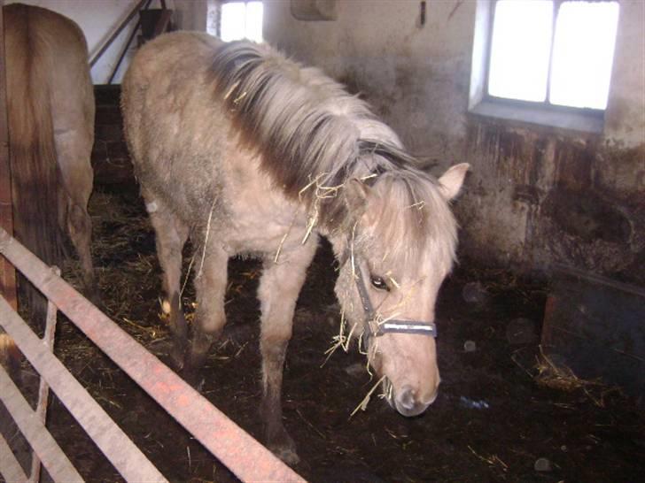 Anden særlig race Sejelstrups Odessa    billede 9