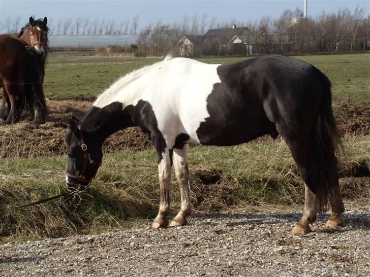 Pinto Magic Dream (Solgt) - Magic får lidt græs i forårs solen (Søndag d. 30 marts ) (: billede 8