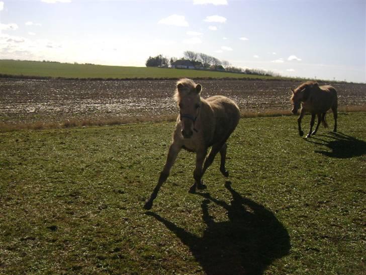 Anden særlig race Sejelstrups Odessa    billede 10
