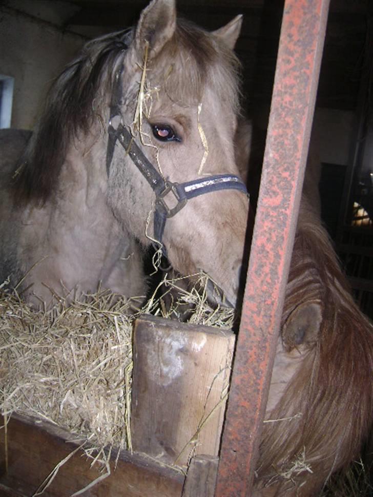 Anden særlig race Sejelstrups Odessa    billede 11