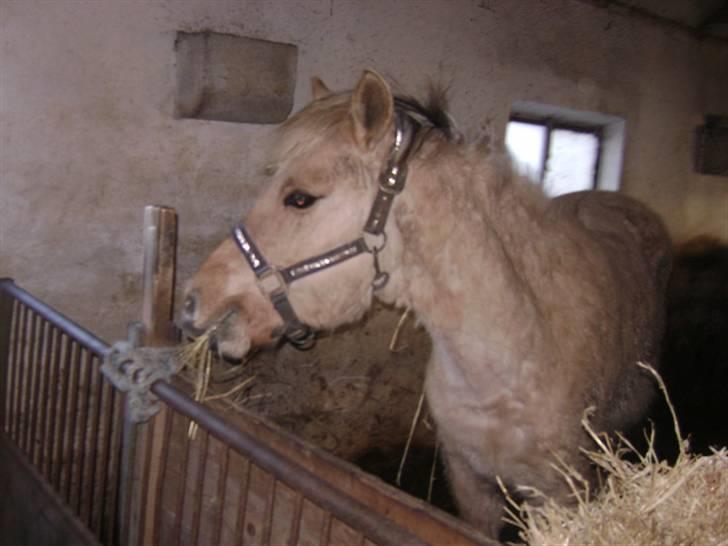 Anden særlig race Sejelstrups Odessa    billede 12