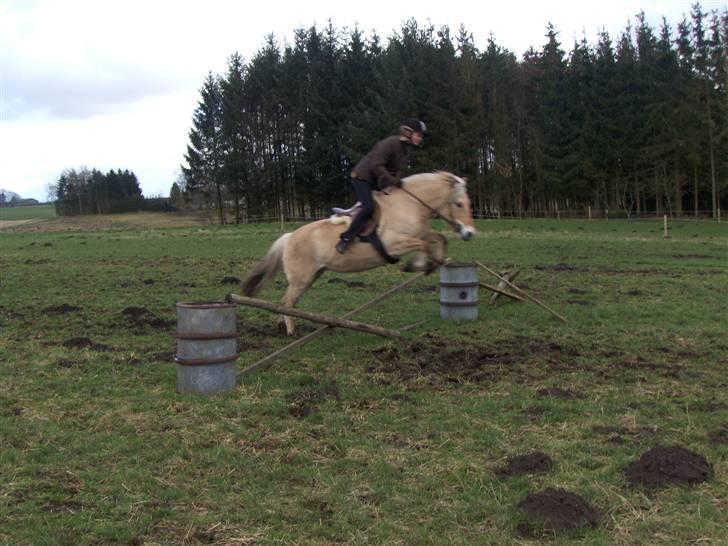Fjordhest Zandra billede 2