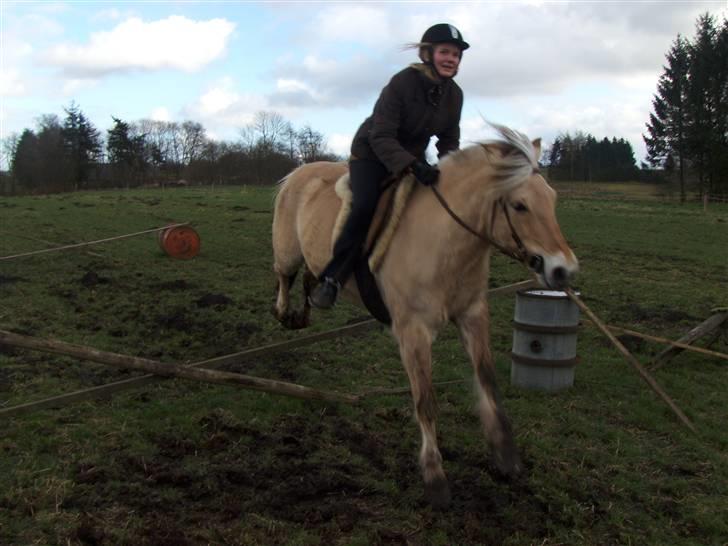 Fjordhest Zandra billede 3