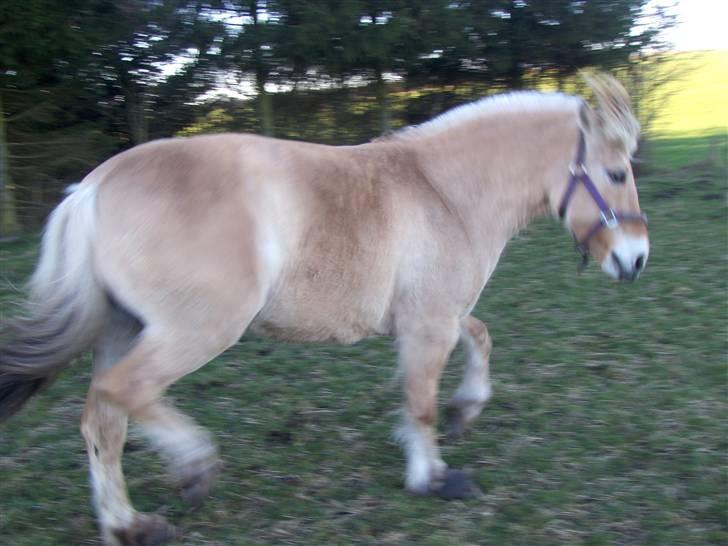 Fjordhest Zandra billede 4