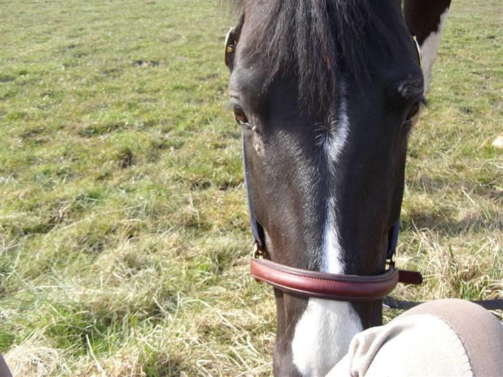 Pinto Magic Dream (Solgt) - Og lidt mere græs. (Mit knæ er desværre på billedet S: ) billede 9