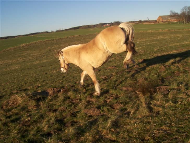 Fjordhest Zandra billede 5