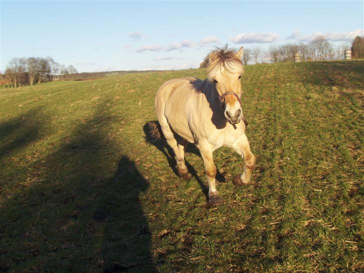 Fjordhest Zandra billede 6