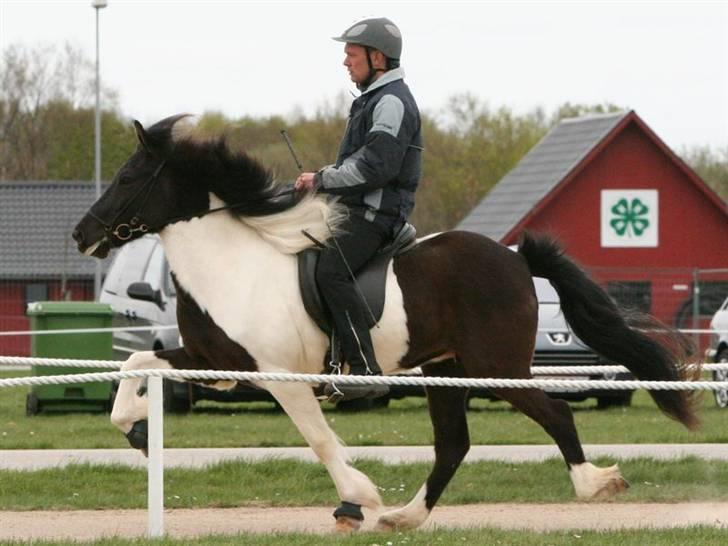 Islænder Hrafndis frá Árbakka - 21. apr. 2007 Kåring i Herning billede 13