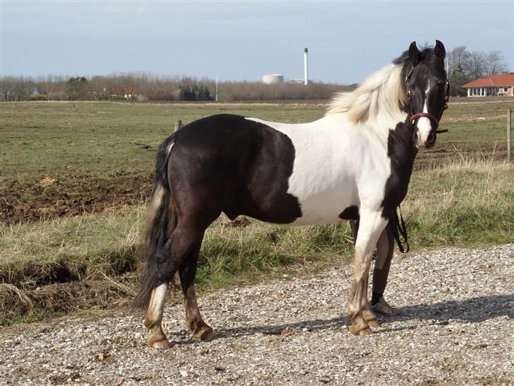 Pinto Magic Dream (Solgt) - Er han ikke flot ? :D billede 10