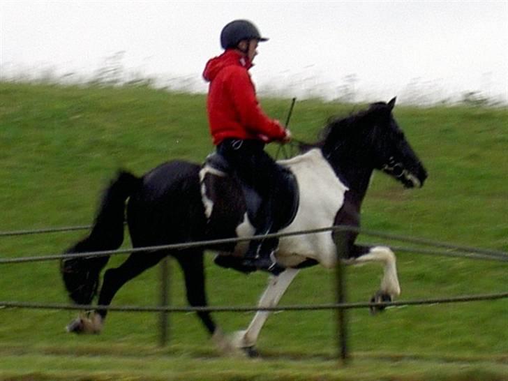 Islænder Hrafndis frá Árbakka - 16. Jun. 2007 Kåring Hedeland billede 14