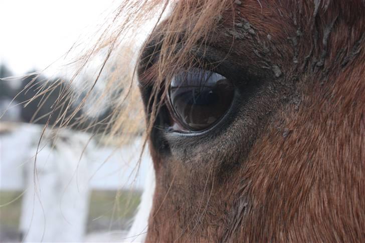 Welsh Pony (sec B) O'malley - Gamle hest - smukke ;-) billede 8