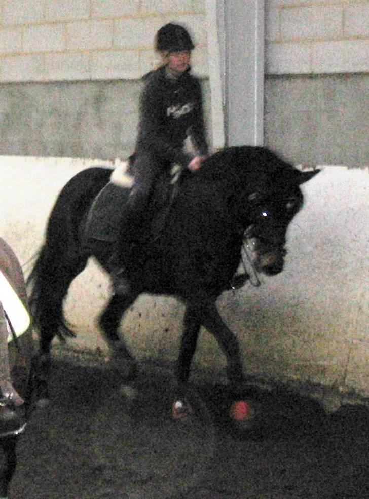 Tysk Sportspony *Hovgaards Walk on Top* SOLGT - traver ;]<3 billede 10