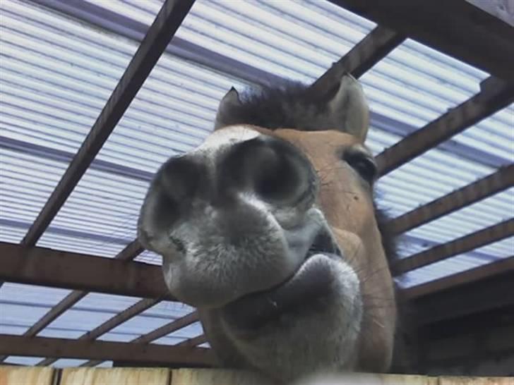 Anden særlig race Tyson <33   - hvad er der der?? mun noget der kan spises?? foto: migg billede 18