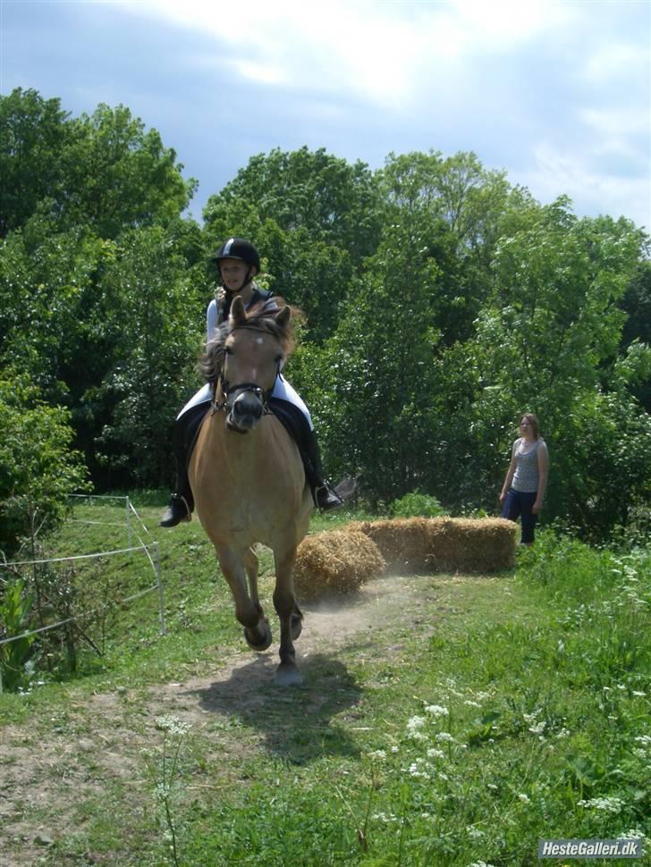 Anden særlig race Tyson <33   - til stævne på grandtoften bygger  billede 20