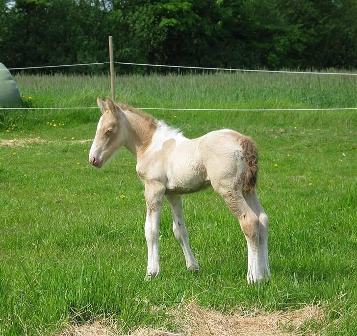 Irish Cob Zafira - Endnu et føl billede af Zafira. billede 8