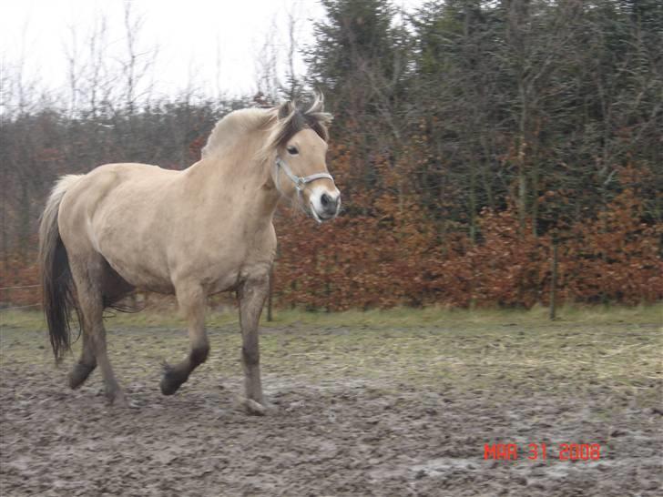 Fjordhest Tamra ~ Pensioneret ~ Rip min smukke engel - See hvor fint jeg løber (billedet er taget d. 31/3-08) (billedet er taget i magretelunden) billede 3