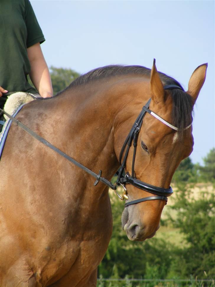 Anden særlig race Romeo R.I.P. - Lækker hest billede 2