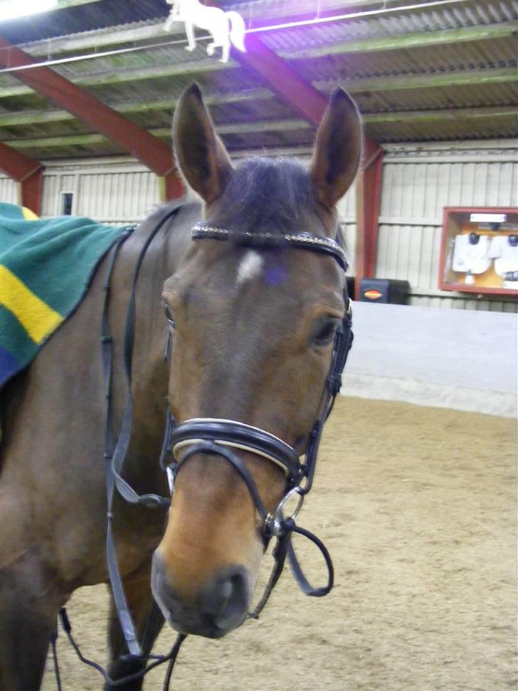 Anden særlig race Romeo R.I.P. - Hej med dig billede 4