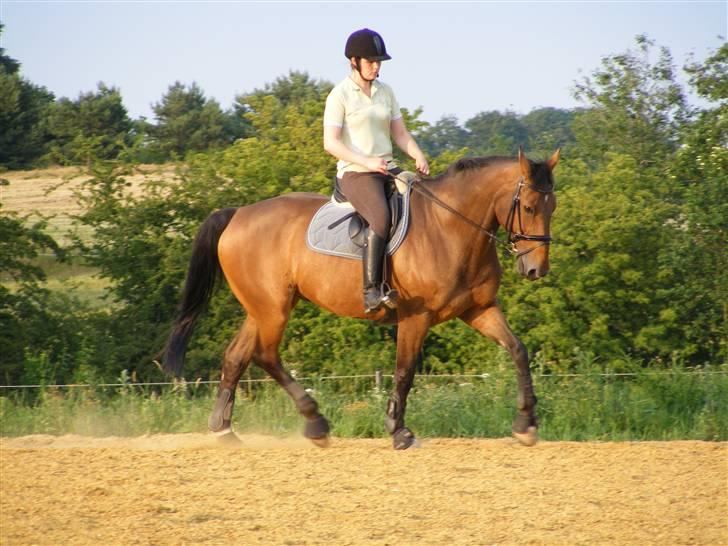 Anden særlig race Romeo R.I.P. - Lidt dressur i det fri billede 6