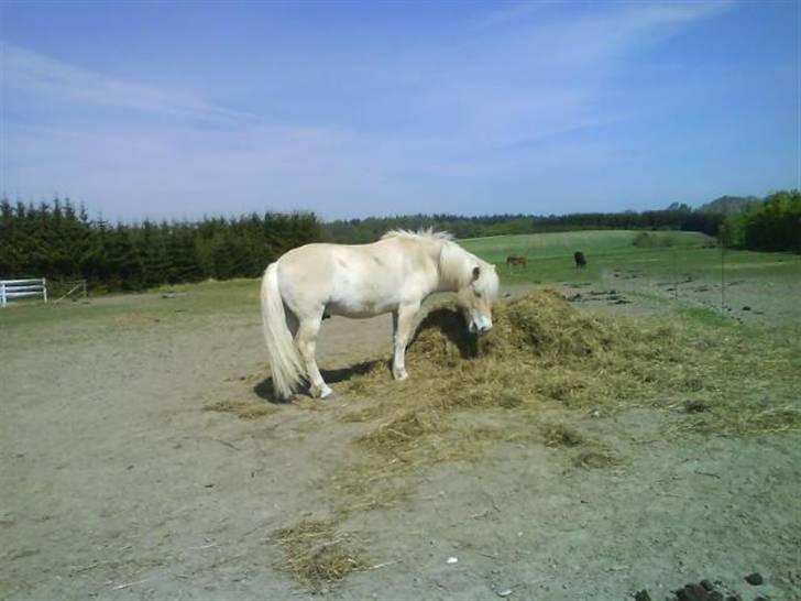 Fjordhest Valde  ***DØD*** - valde hø tyv billede 18