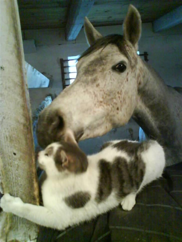 Anden særlig race Gandi - Solgt - RIP! - Gandi og Gizmo <3 Såh gode venner ! :D billede 14