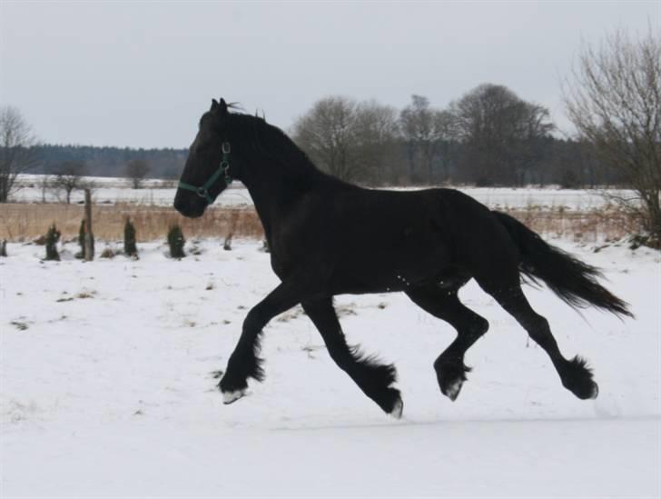 Frieser Bjarne - 24. marts 2008 .. Bjarne da han var hingst .. Fotograf: Mig (Sandra Buus - Sipo) billede 2