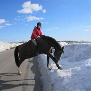 Anden særlig race Farrier Dancer R.I.P 