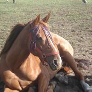 Anden særlig race Dinky Girl