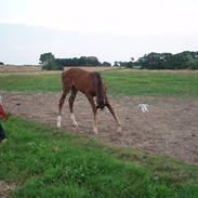 Dansk Varmblod Lardo