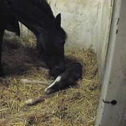 Knabstrupper Bouniaz