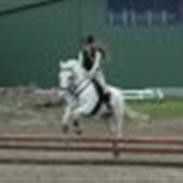 Knabstrupper snowball solgt