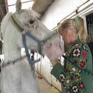 Knabstrupper snowball solgt