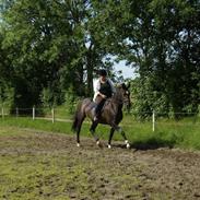 Dansk Varmblod Dia-Lex (DØD)