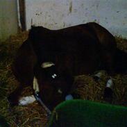 Anden særlig race Mr. Playboy Aflivet