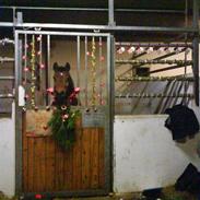 Anden særlig race Mr. Playboy Aflivet